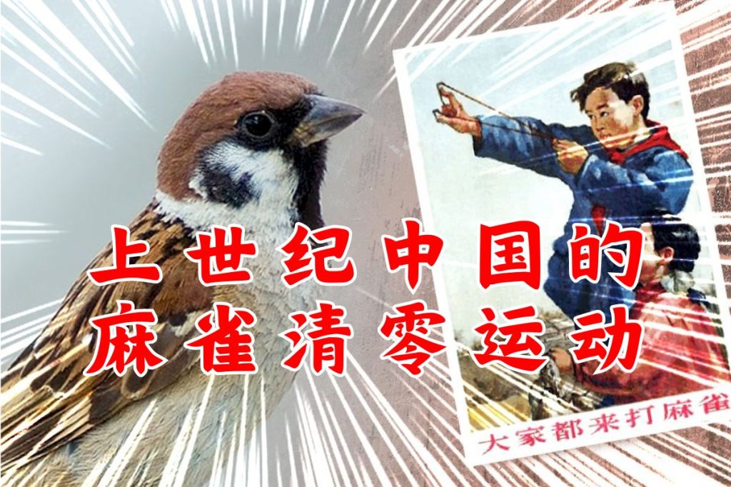 上世纪中国的麻雀清零运动